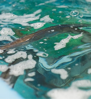 明石浦漁港の鮮魚の画像