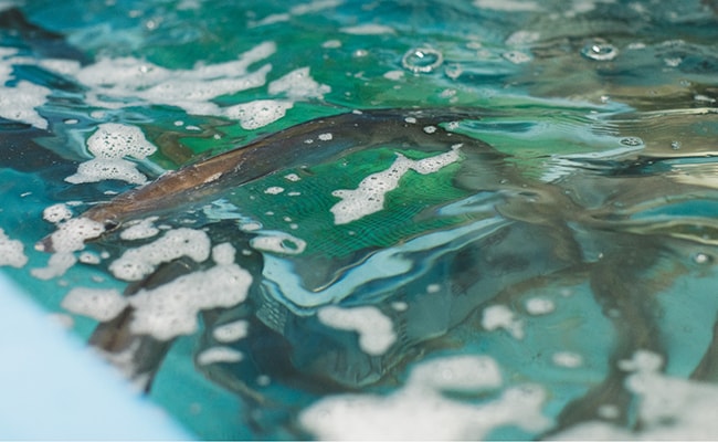 明石浦漁港の鮮魚の画像